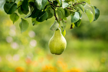 Tasty young healthy organic juicy pears hanging on a branch