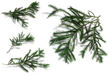 Christmas tree leaves