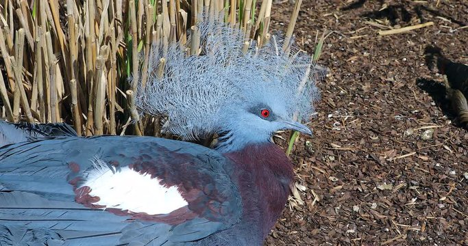 Southern Crowned Pigeon - The Largest Pigeon In The World, Close Up Portrait - DCi 4K Resolution
