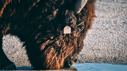 Bison Getting . Drink