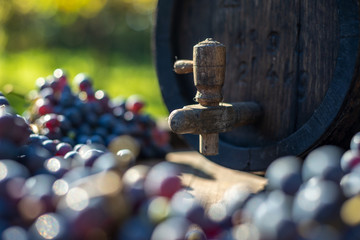 Wine barrel with blue Cabernet Franc grapes in harvest season, Hungary