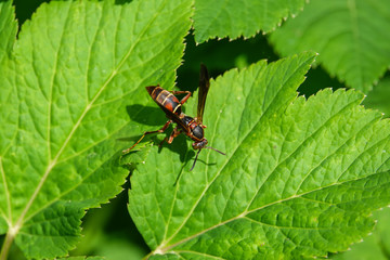 Northern Paper Wasp on Ground Elder Leaf