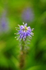 Top of lilac flower with stamens, macro, blurred
