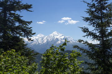 View on snowy mountain peak through trees in Svaneti region of Georgia, Mestia. Mountains ranges. Caucasus mounts. Rocky mountains on clear afternoon
