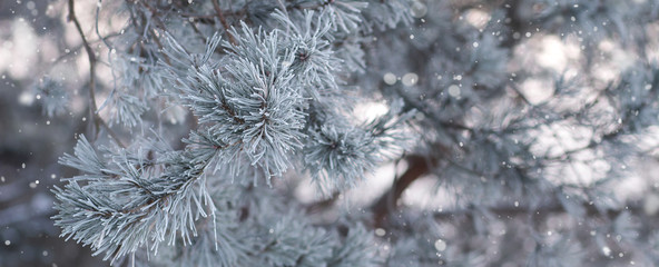 Christmas nature background with pine branches. Winter plants.