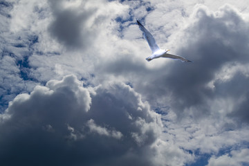 Bird in the stormy sky