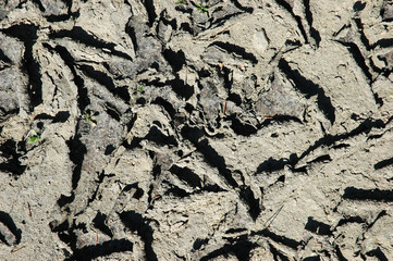 Vertrocknete Erde