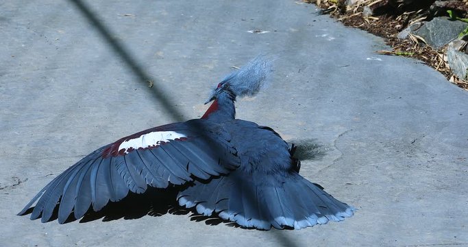 Southern Crowned Pigeon Opening Wings, The Largest Pigeon In The World - DCi 4K Resolution