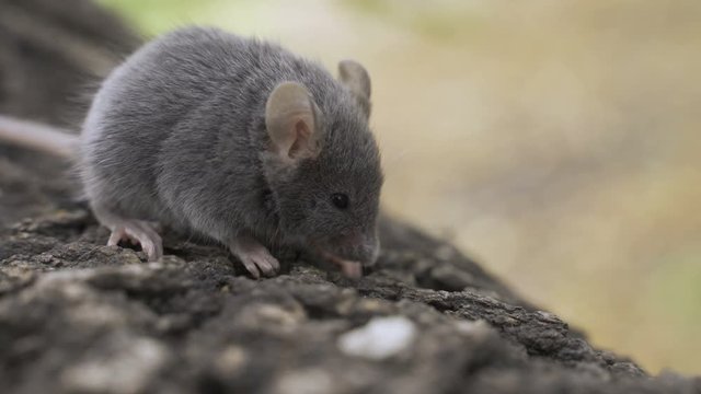 Wild wood mouse sitting on the forest