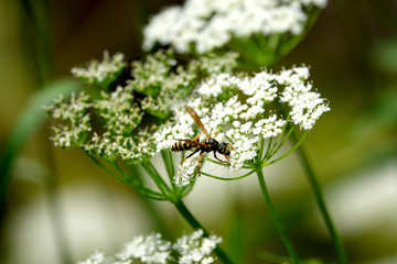 Paper Wasp on Ground Elder Flower