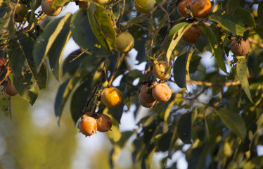 Persimmon fruit on the tree, native Persimmons in the American South