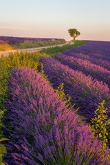 Driving through lavender fields in Provence France
