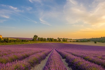 Fototapeta na wymiar Lavender fields at sunset in Provence France