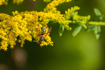 Paper Wasp on Goldenrod Flowers