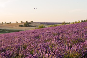 Fototapeta na wymiar A person skydiving over lavender fields in Provence France