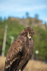 Golden eagle