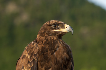 Golden eagle