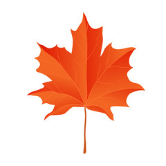 Yellow maple leaf. Vector illustration. Isolated object on white background. Elements for design of Thanksgiving Day, on fall theme.