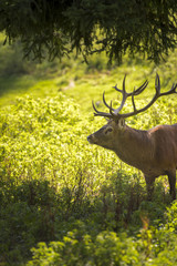 Ein Hirsch im Wald unter einem Baum