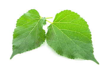 Mulberry fruit leaves isolated on white background