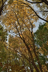 yellow tree in autumn