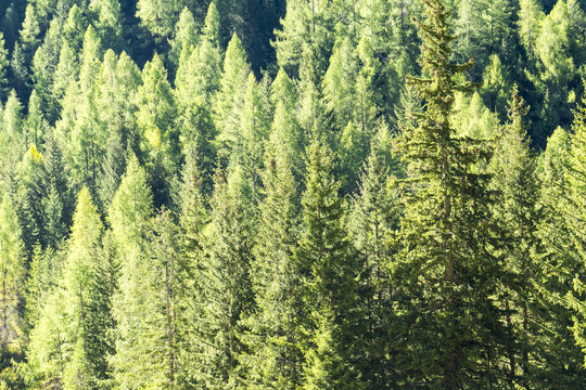 Background of coniferous forest