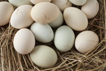 lot of eggs in multiple colors