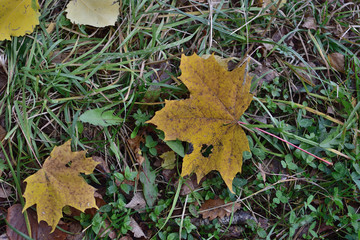 autumn leaves on green grass