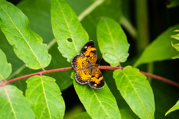 Pearl Crescent Butterfly on Leaf