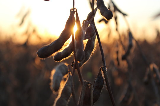 Soybean Field At Sunset 1