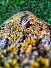 A snail climbing up the trunk of a mossy tree. Dark green grass.