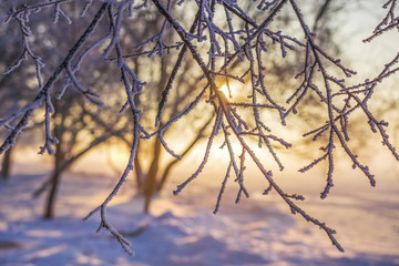 Fototapeta na wymiar Winter christmas background. Frosty branches of tree in golden sunlight at sunset. Hoarfrost on plants. Xmas time.