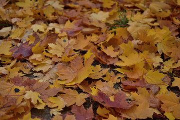 autumn leaves on ground