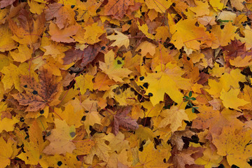 autumn leaves background