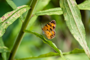 Pearl Crescent Butterfly on Leaf