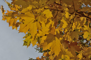 maple leaves in autumn