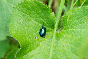 A shiny blue beetle on a wide green leaf