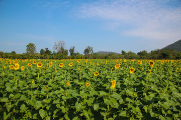 Fototapeta na wymiar Sunflower and bright sky.