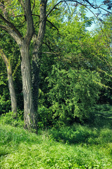 Green meadow and trees bushes nature germany Summer landscape