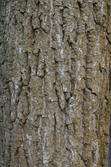 tree bark texture