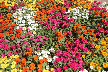 The beauty of flowers.