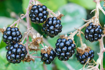 Moras. Zarzamora. Rubus ulmifolius. Frutas del bosque.