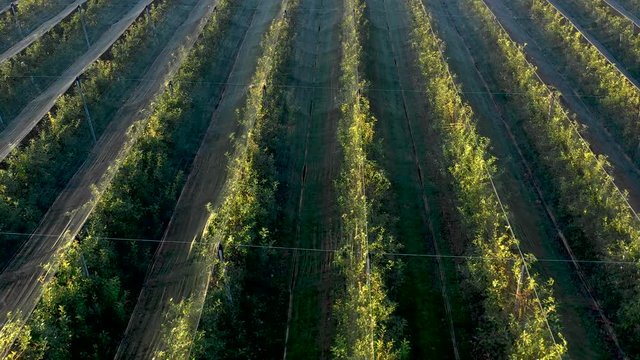 Apple plantation, orchard with anti hail net for protection from above, aerial shot, natural disaster and severa weather protection in agriculture, fruit production