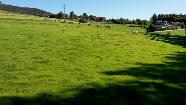 Catlle herd grazing on mountain pasture, aerial footage, rural scene, HD 1920x1080, dolly shot closing, alpine village in background