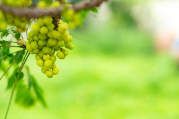 Green grass in the sunny day.