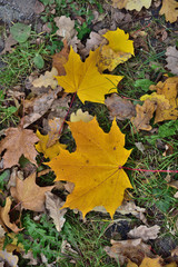 autumn maple leaves on the ground