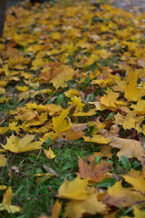 autumn leaves on green grass