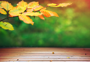 Naklejka na ściany i meble Yellow autumn beech leaves and wooden bridge isolated .