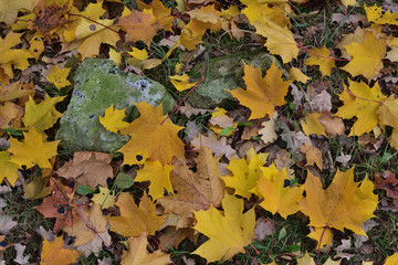 autumn leaves background