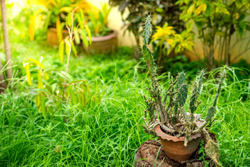 Green grass in the sunny day.